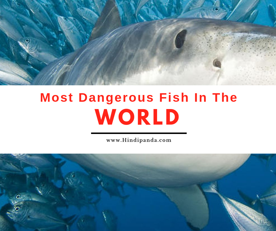 Most Dangerous Fish in the World