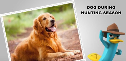 5 SAFETY TIPS FOR YOUR DOG DURING HUNTING SEASON
